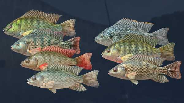 Ultimate Fishing Simulator Kariba Dam PROPER Free Download cover art