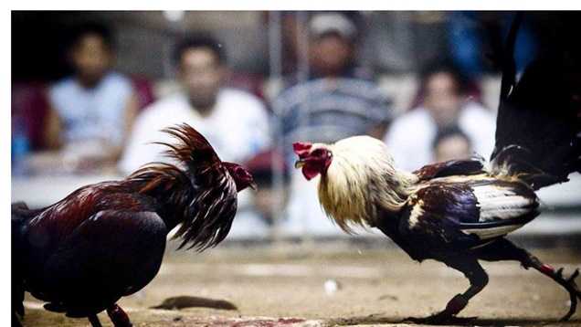 Crucial Factors to Weigh for Competing in Cockfighting Tournaments cover art